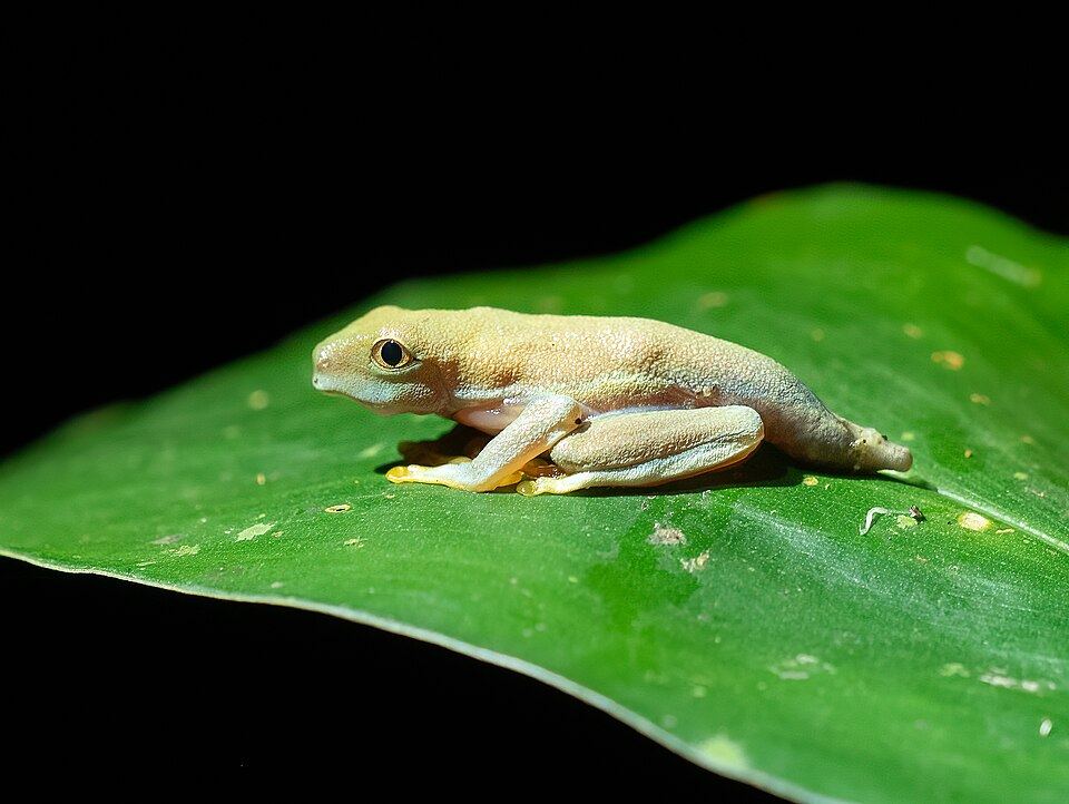A red-eyed tree frog on a leaf
