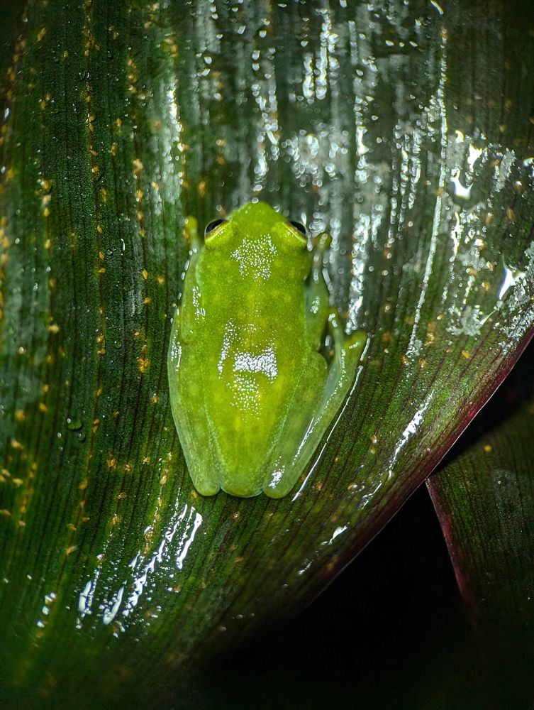 Fleischmann's Glass Frog