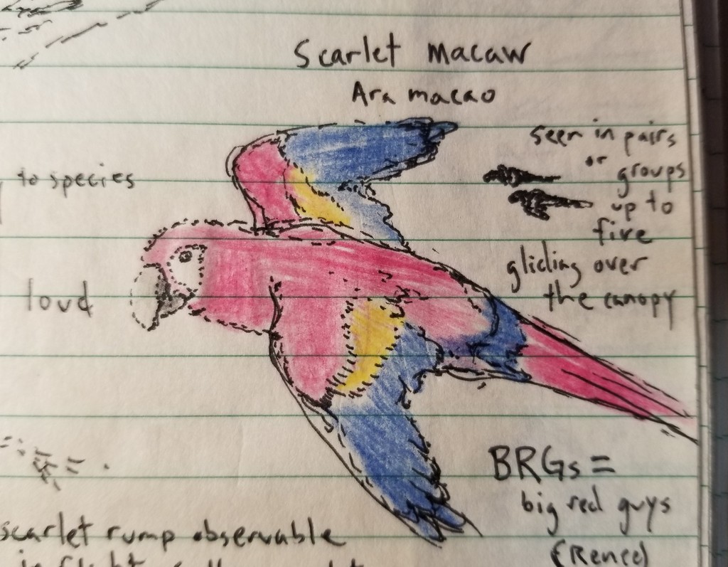 A scarlet macaw perched on a branch