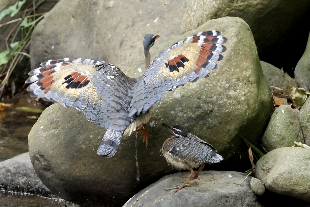 Sunbittern