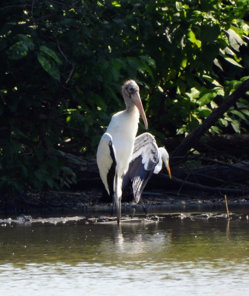 Palo Verde National Park