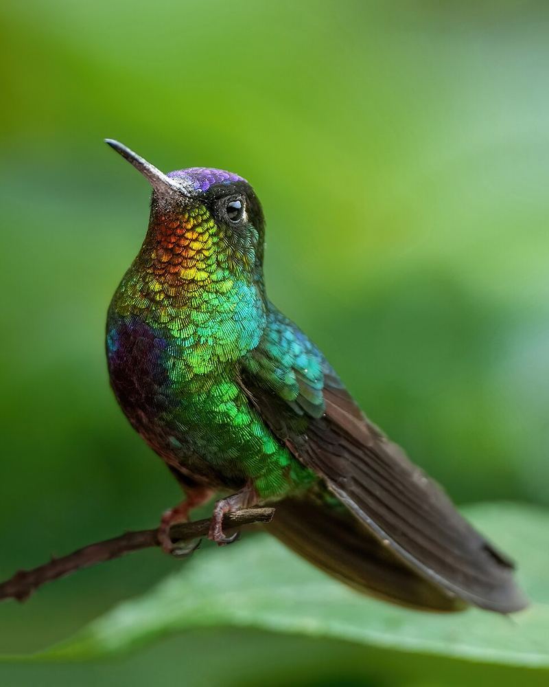 Fiery-throated Hummingbird