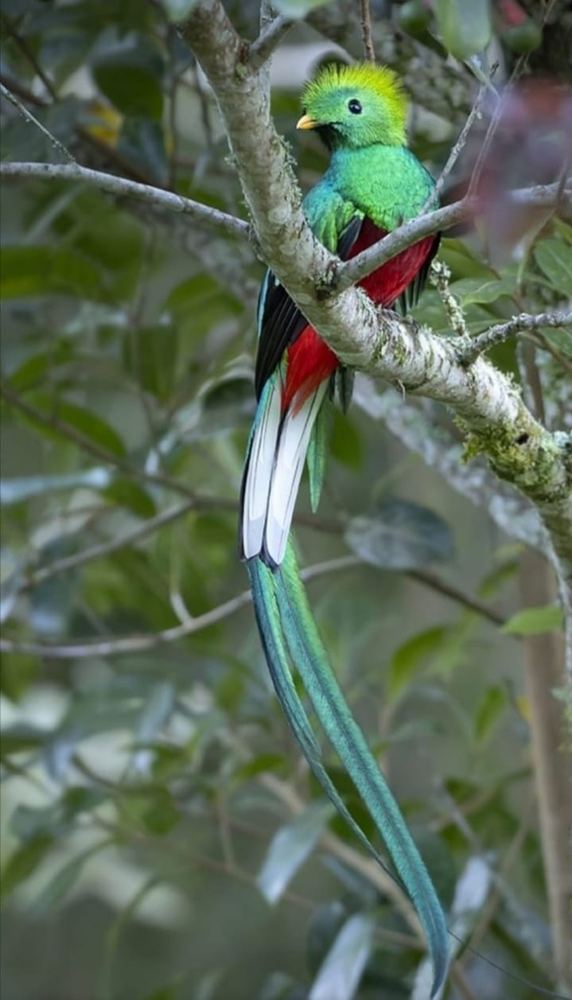 A resplendent quetzal perched in cloud forest