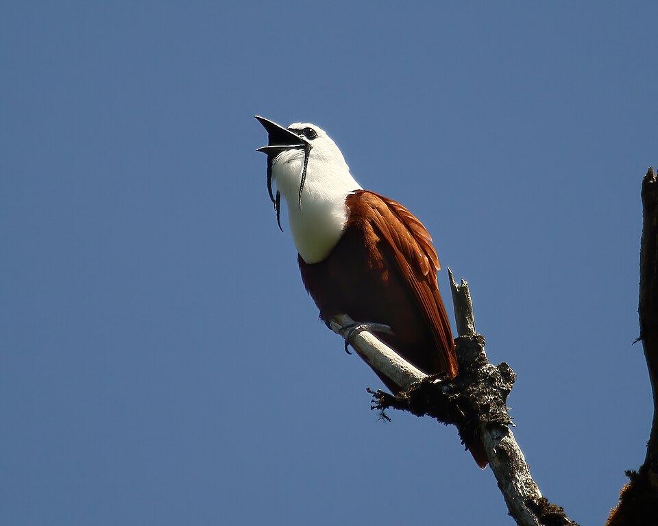Three-wattled Bellbird