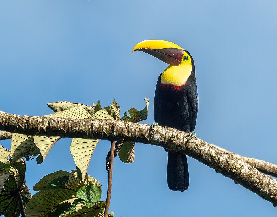 Osa Peninsula & Golfo Dulce