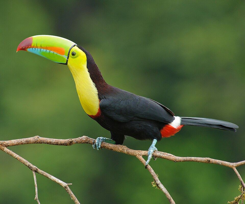 A keel-billed toucan perched in a tree