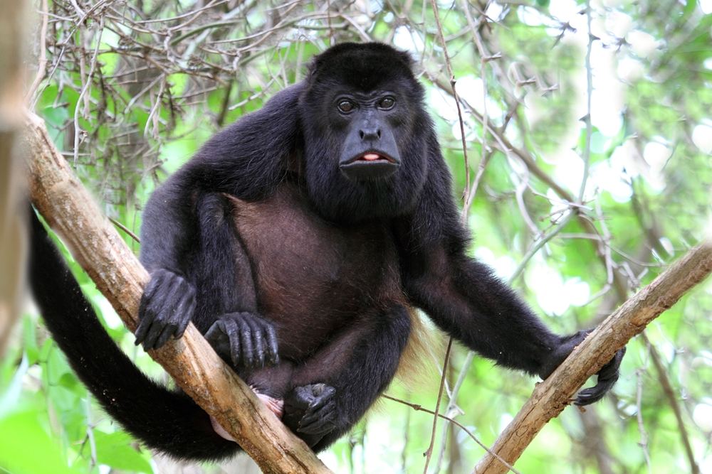 A mantled howler monkey in a tree
