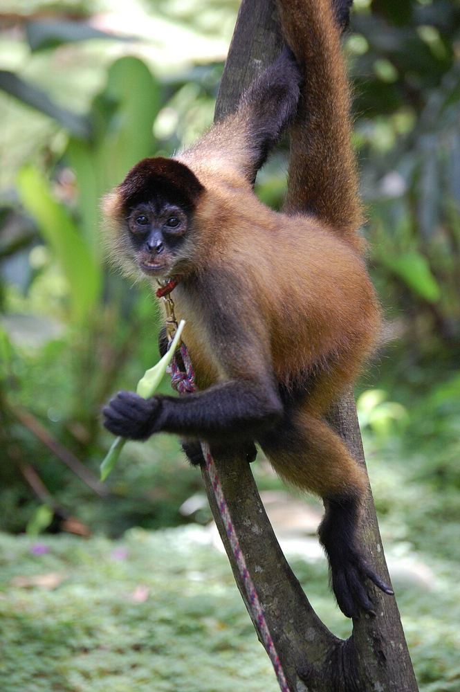 Central American Spider Monkey