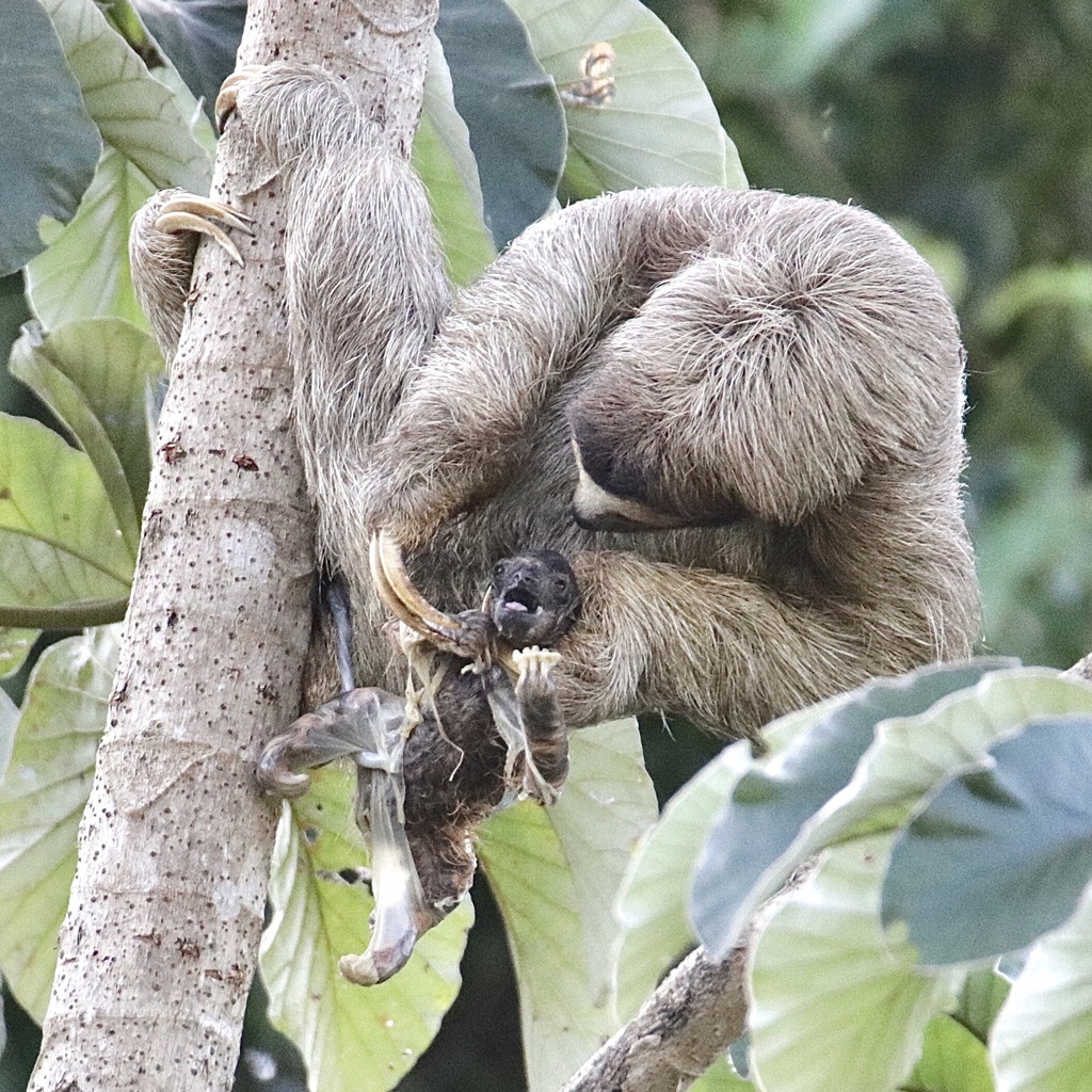 A three-toed sloth hanging in a tree