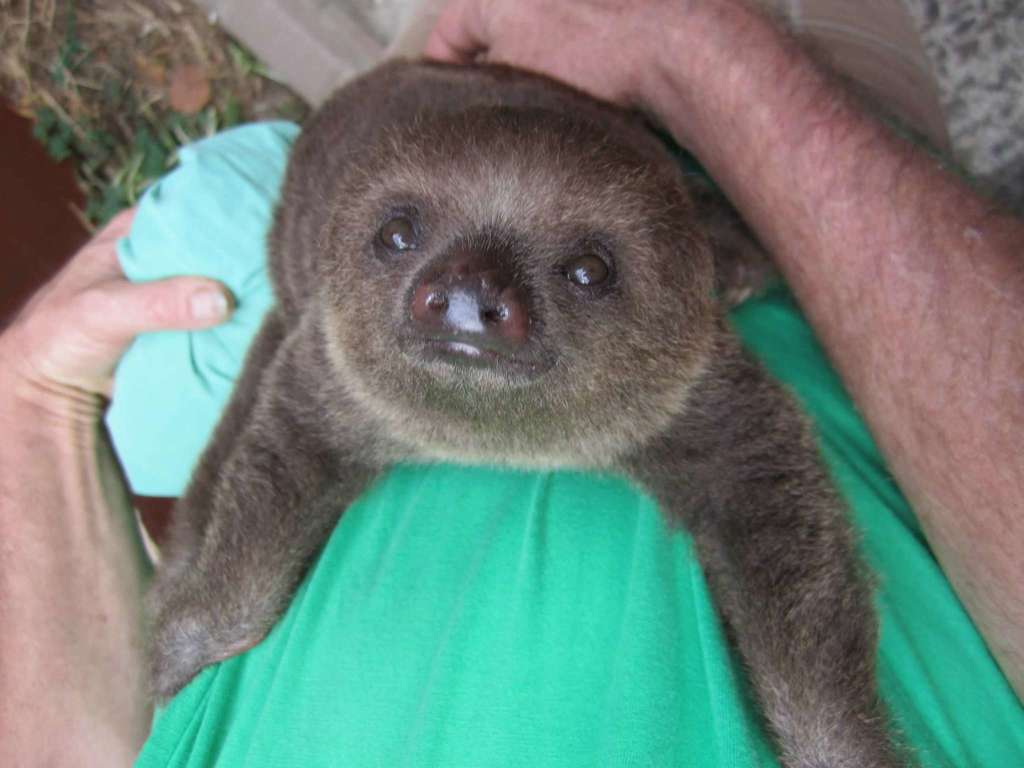 Hoffmann's Two-toed Sloth