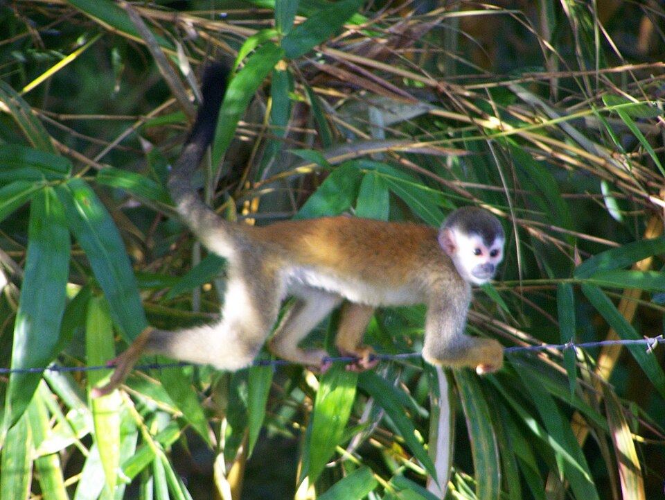 Central American Squirrel Monkey