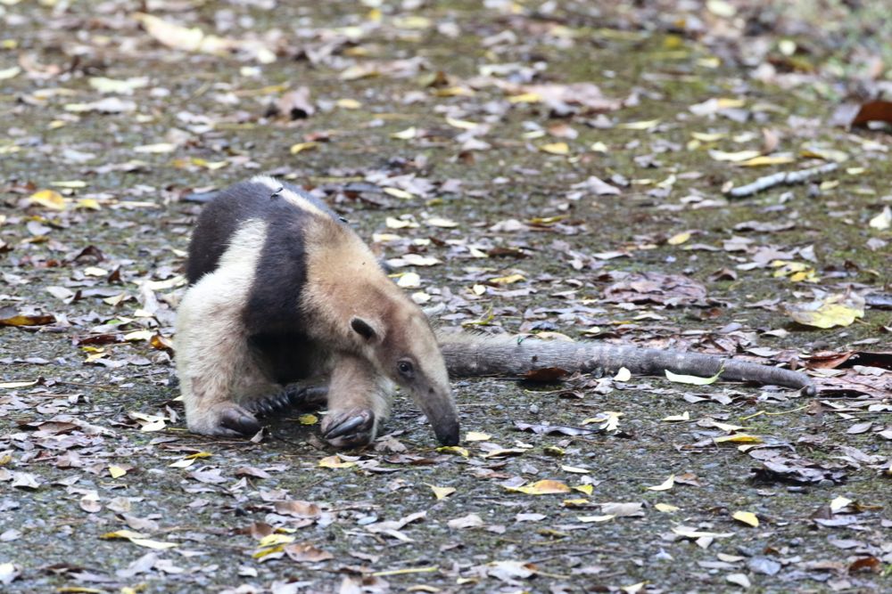 Northern Tamandua